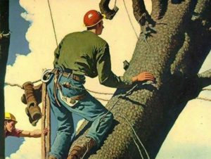 1930s Man climbing tree to cut it down